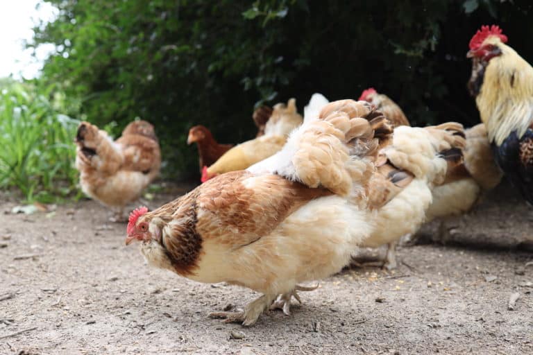 Breaking Down The Cost Of Chickens For Eggs