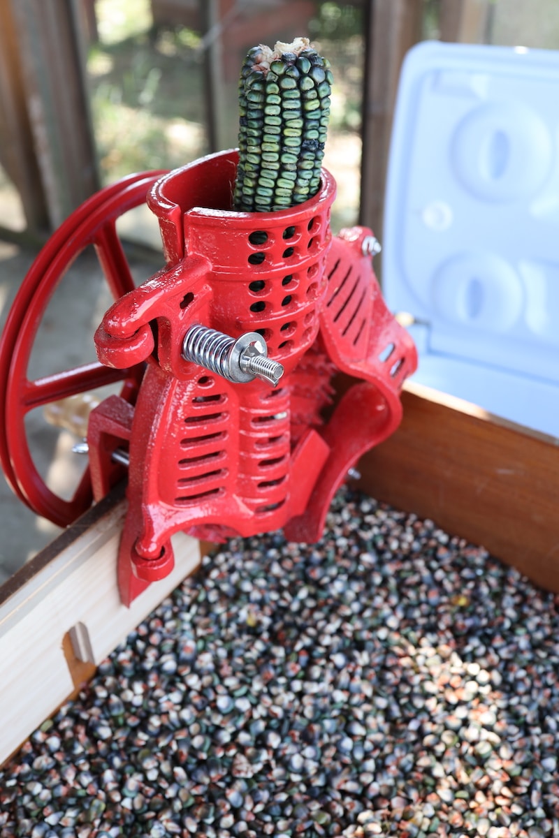 shelling corn with mechanical corn sheller