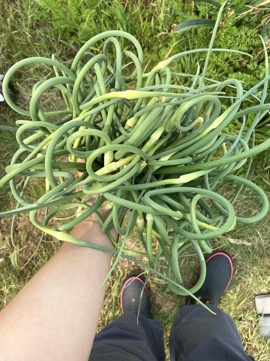 bundle of harvest garlic scapes