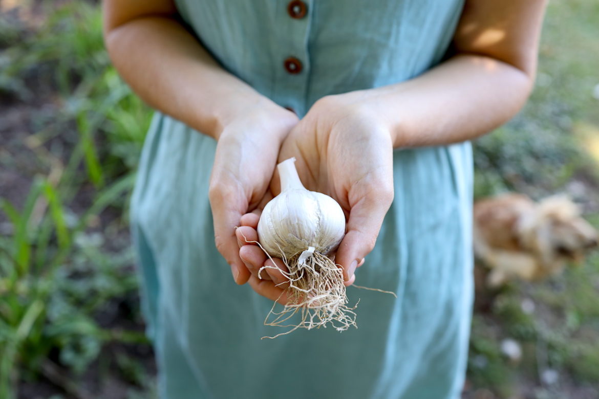 Cut Garlic Cell Phone Charm/Zipper Pull