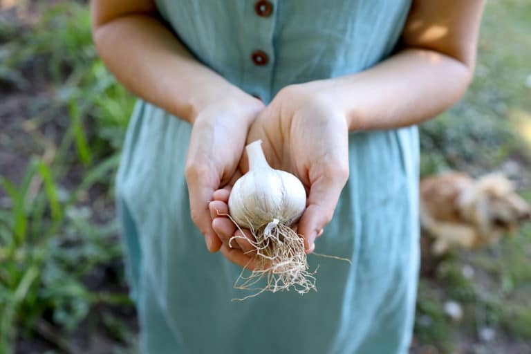 cured bulb of music hardneck garlic for storage