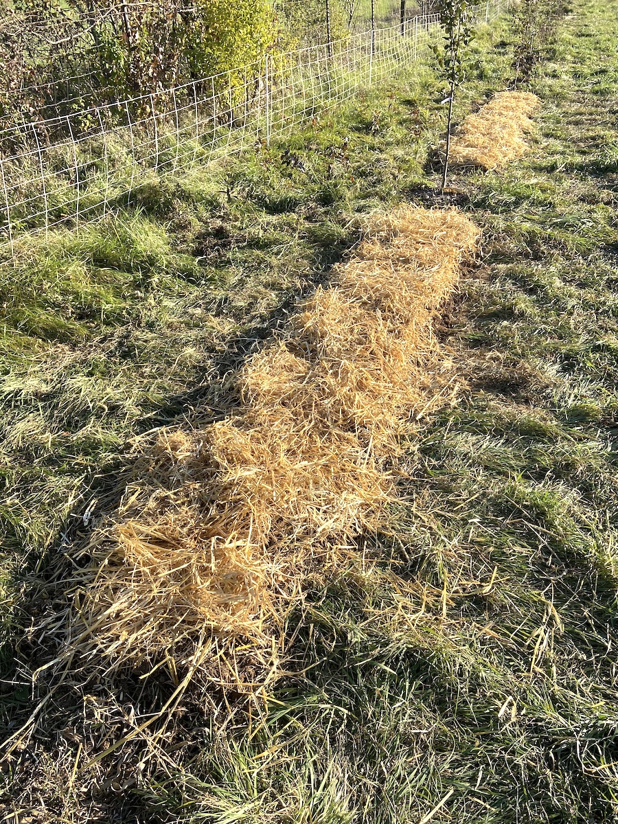 mulch layer spread over planted garlic bed