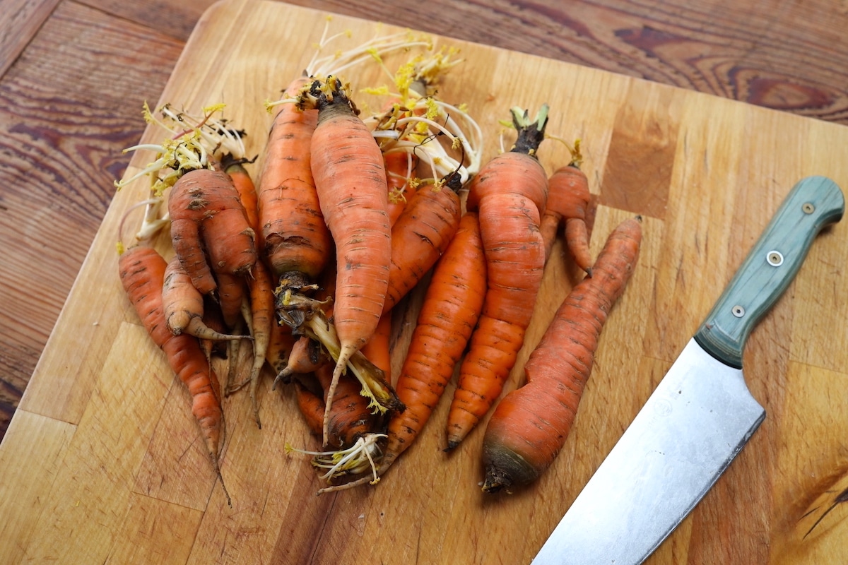 carrots stored from homestead garden