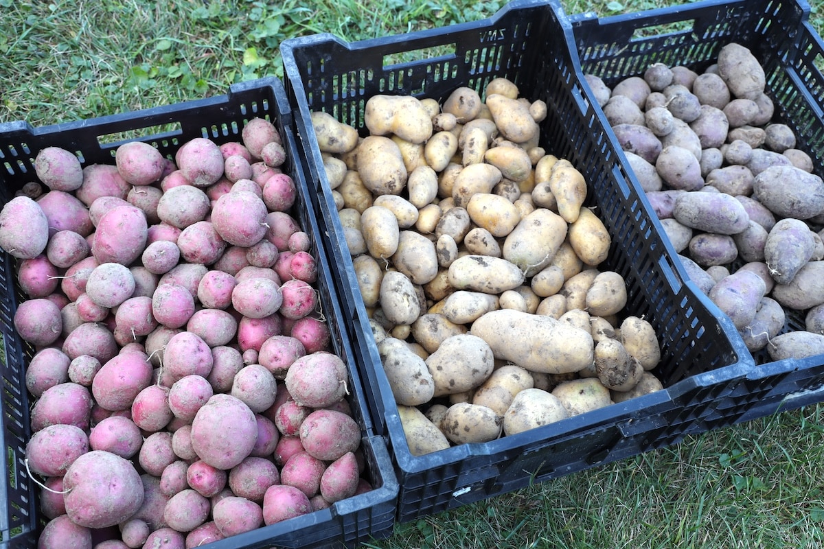 from scratch farmstead potato harvest