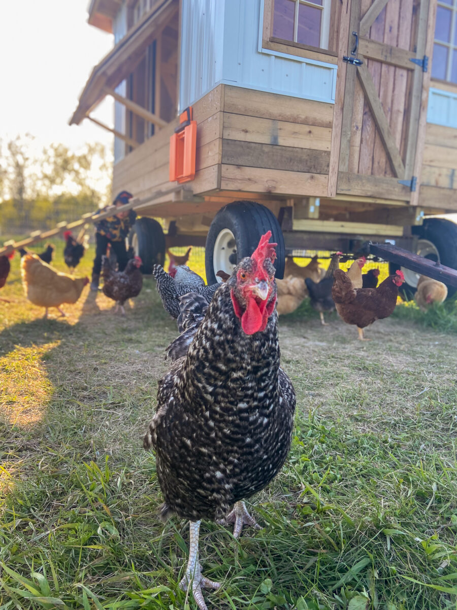 diy egg mobile for up to 100 chickens