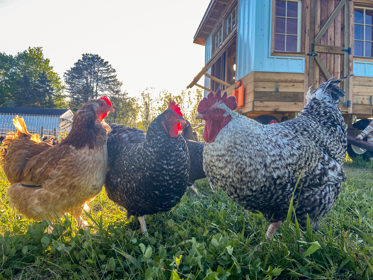 egg mobile build for small homestead