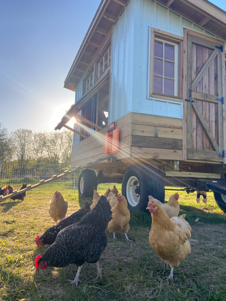 egg mobile with free ranging chickens