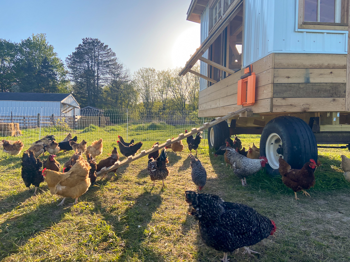 movable chicken coop for 100 chickens