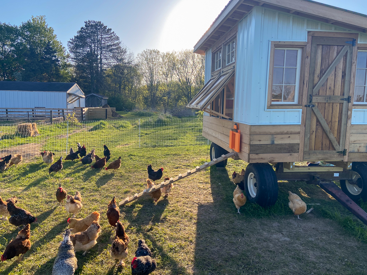 movable coop with chickens