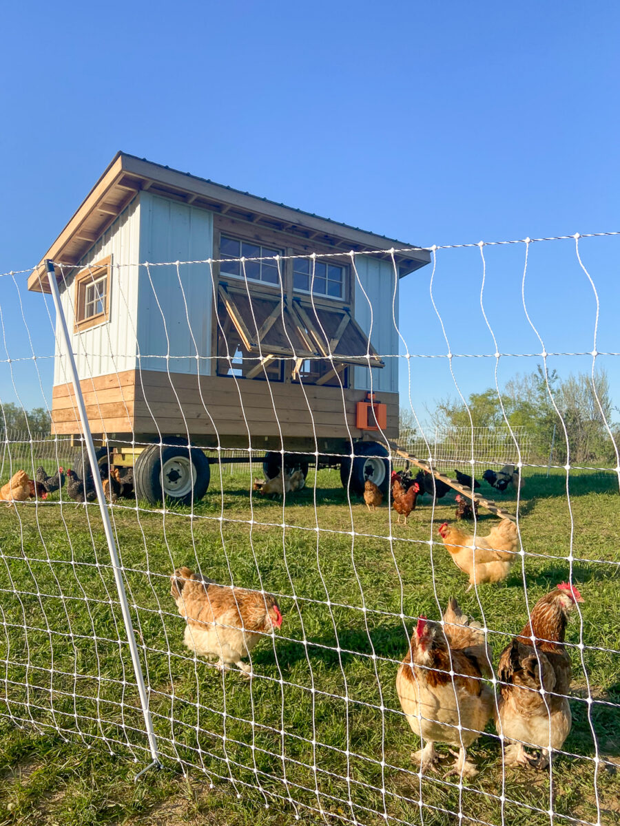 premier 1 poultry netting for egg mobile