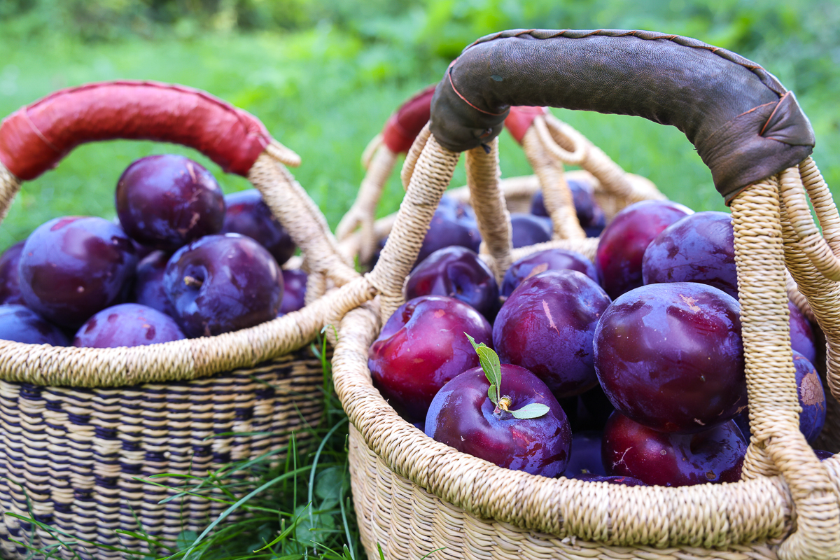 harvested plums in baskets