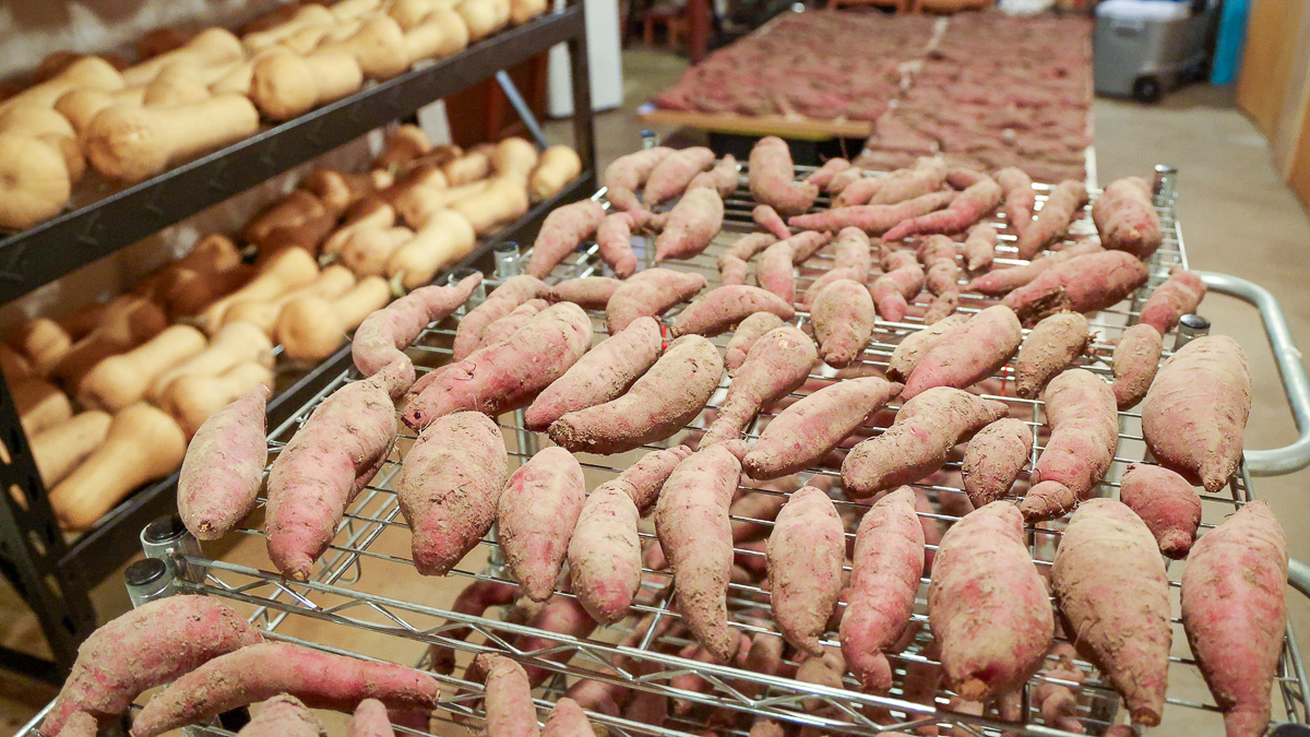 curing sweet potatoes
