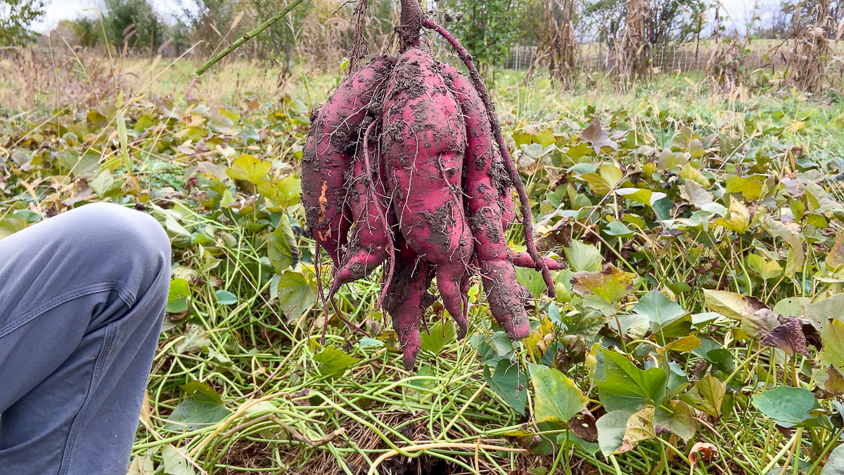 harvested sweet potatoes