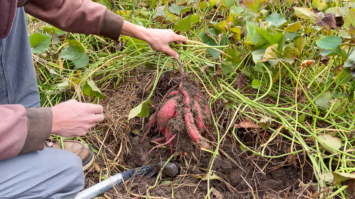 harvesting sweet potatoes from sweet potato slips