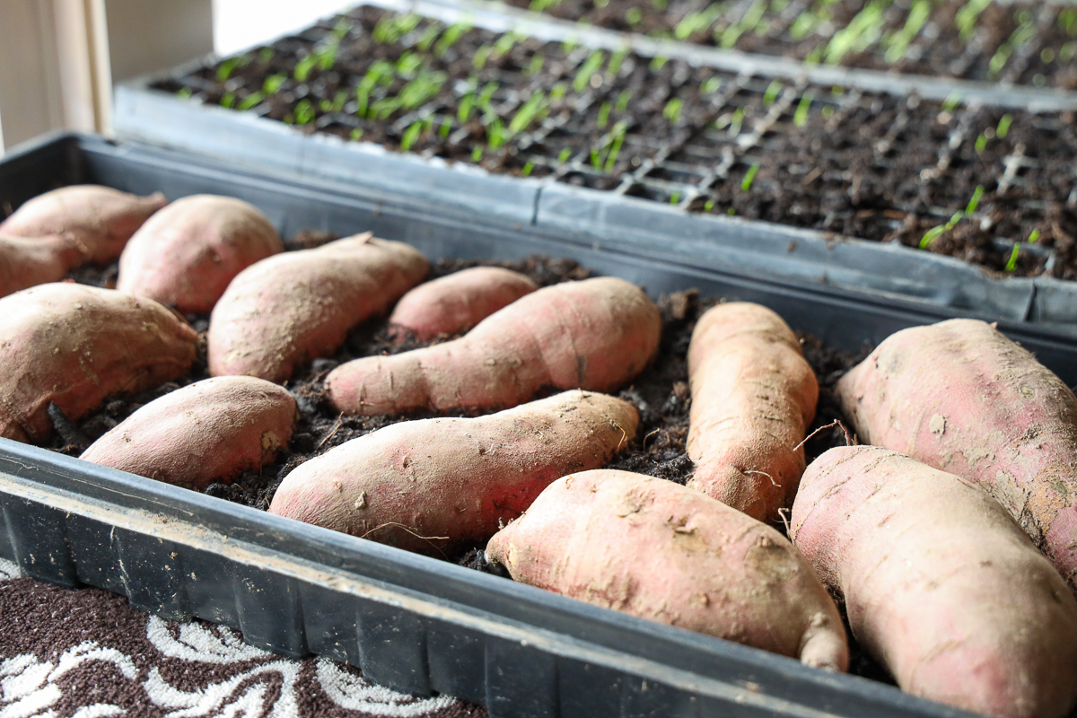 how to grow sweet potato slips indoors