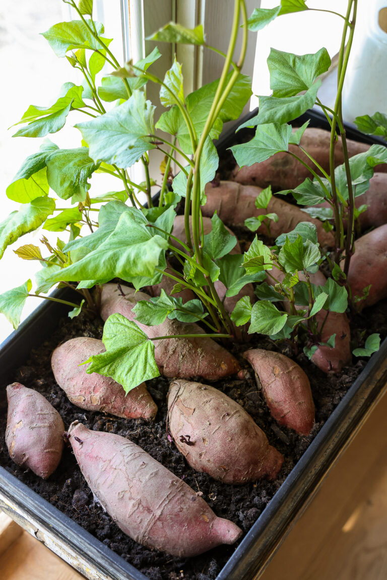how to grow sweet potatoes from a sweet potato
