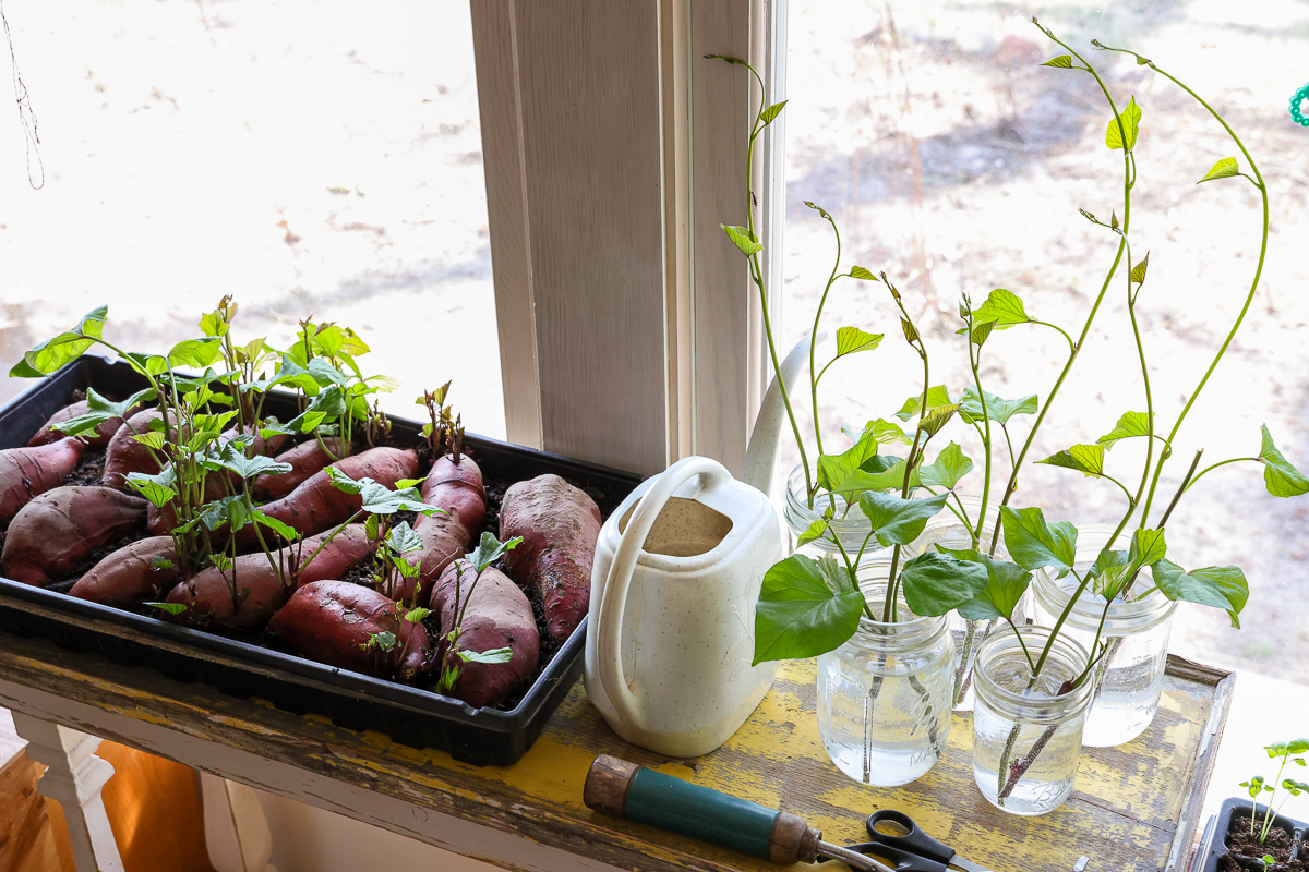 how to grow sweet potatoes propagation
