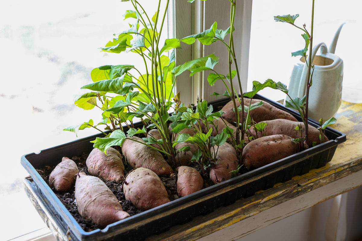 how to grow sweet potatoes from a sweet potato