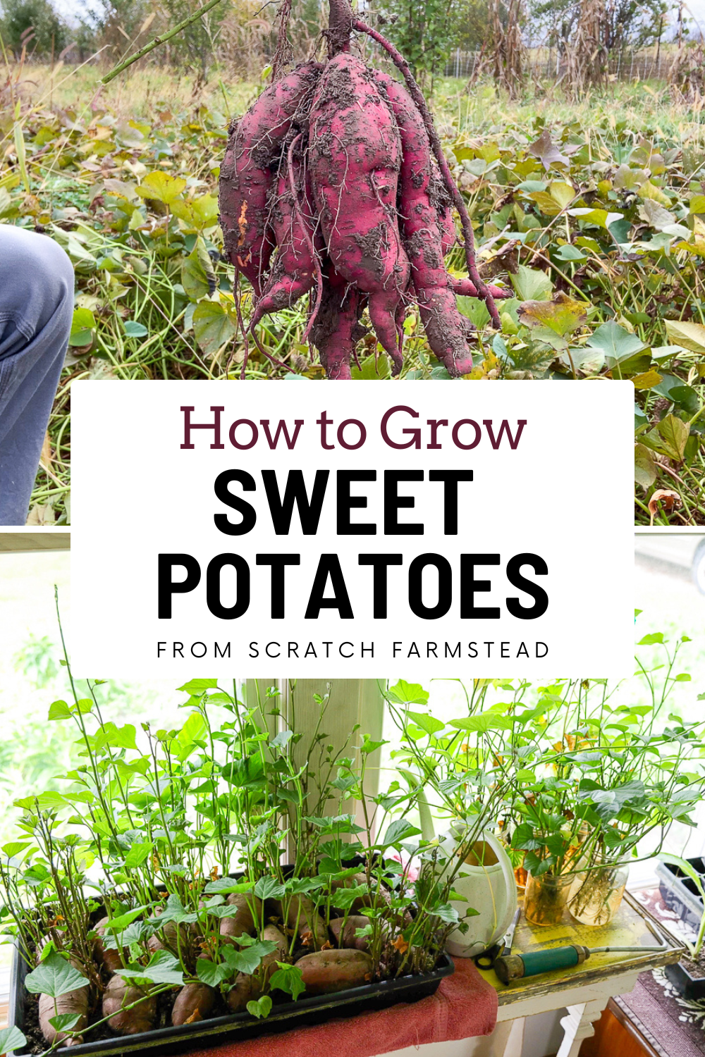 how to grow sweet potatoes