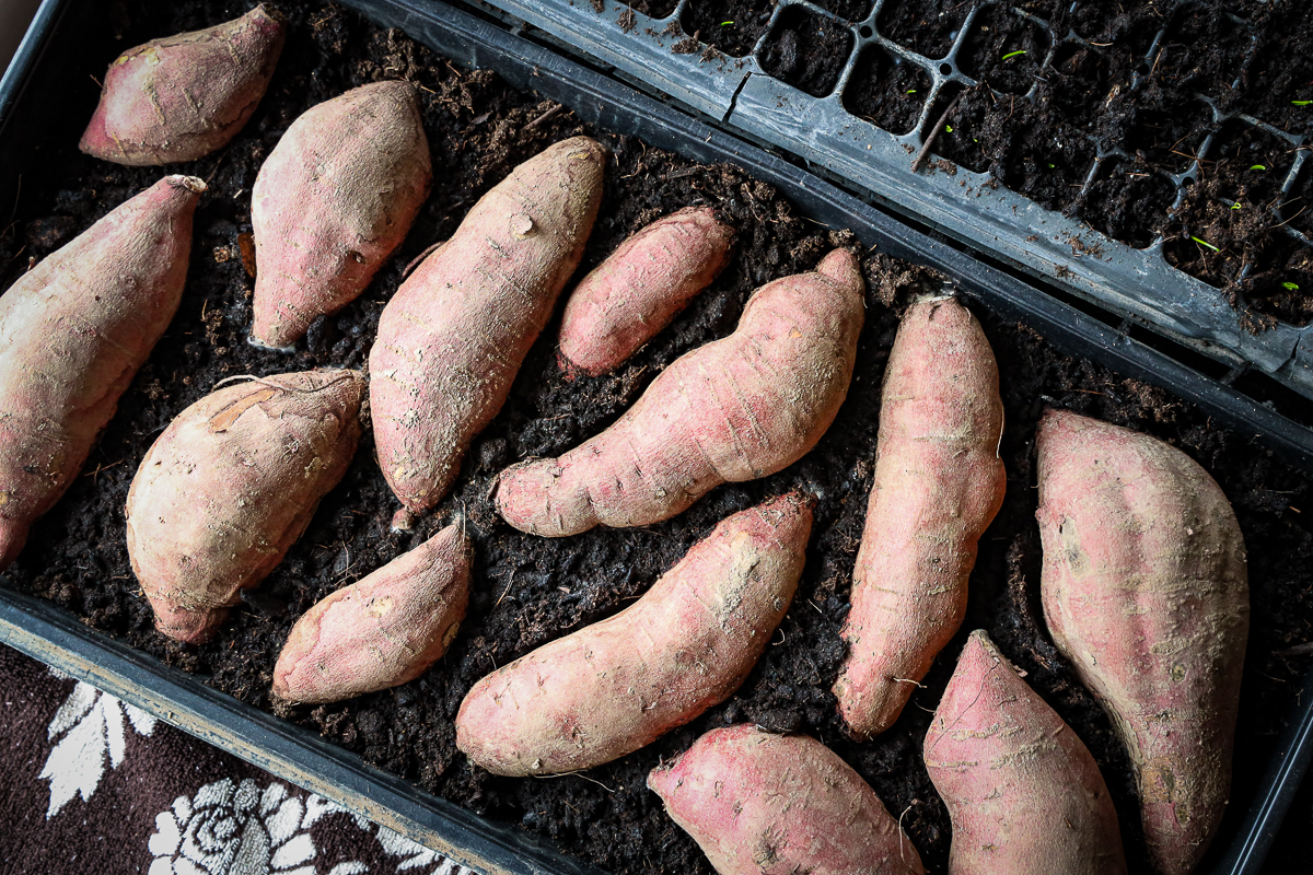 how to start sweet potatoes indoors