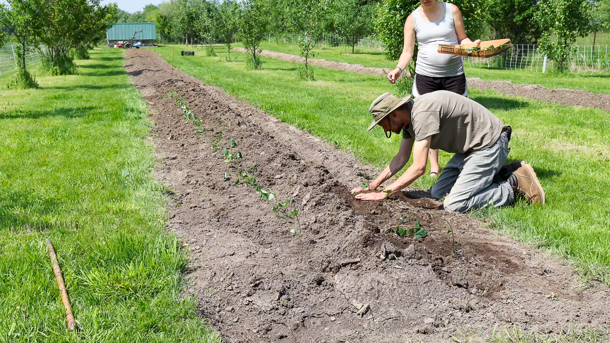 planting sweet potato slips