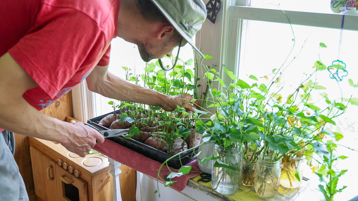 pruning sweet potato slips