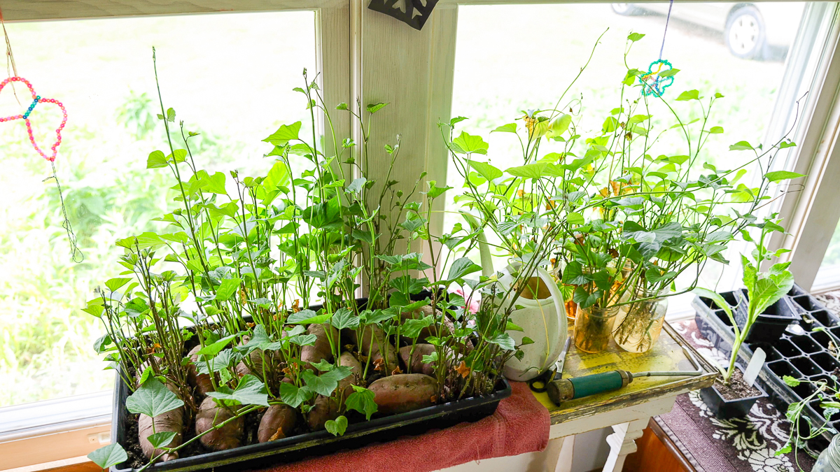 rooted sweet potato slips