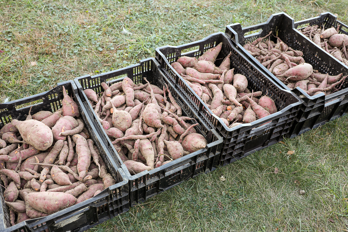 sweet potato harvest grown from sweet potato slips