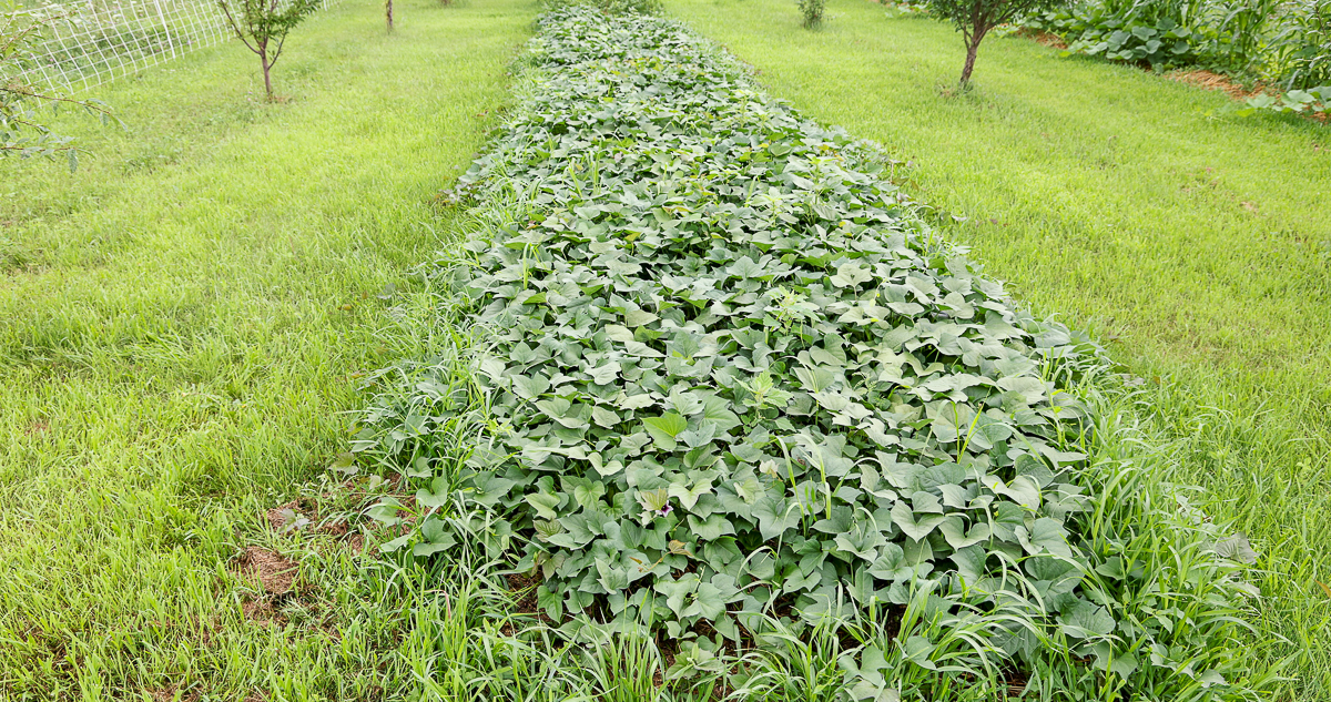 sweet potatoes growing from sweet potato slips