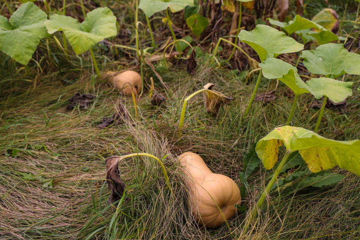 butternut squash grown in three sisters garden