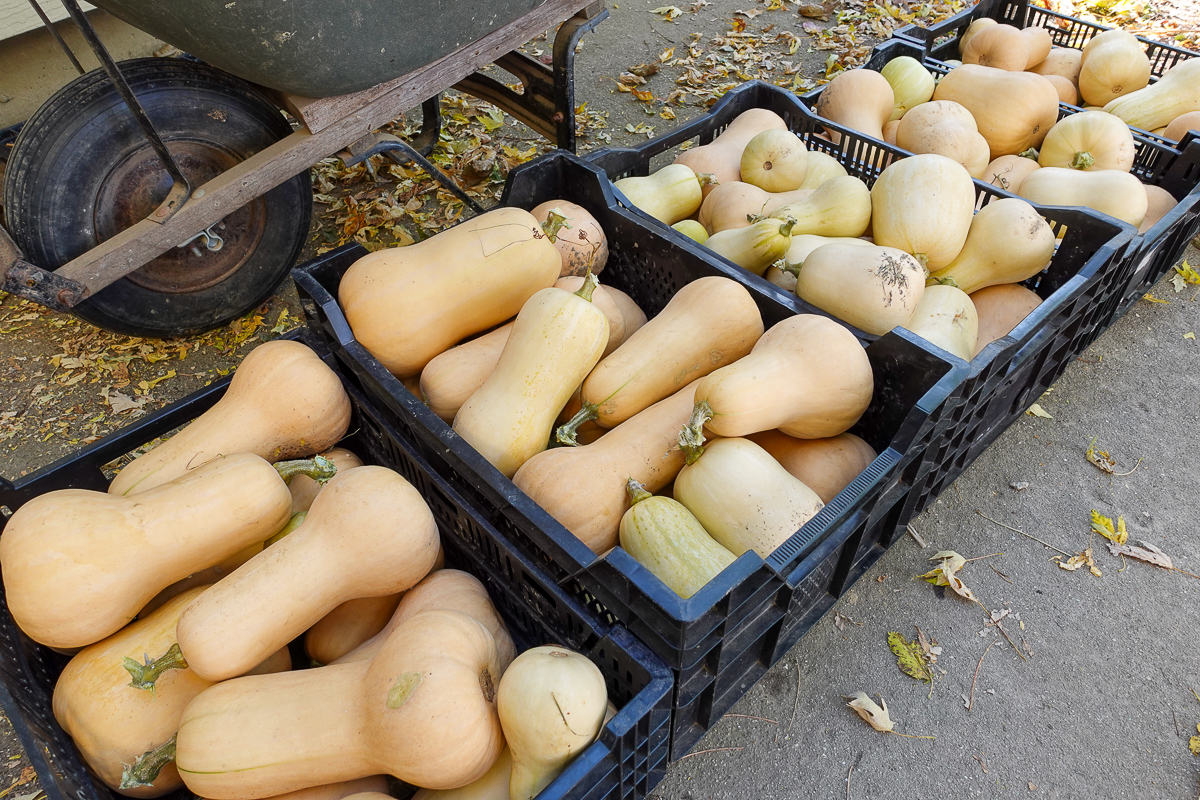 butternut squash haul from three sisters