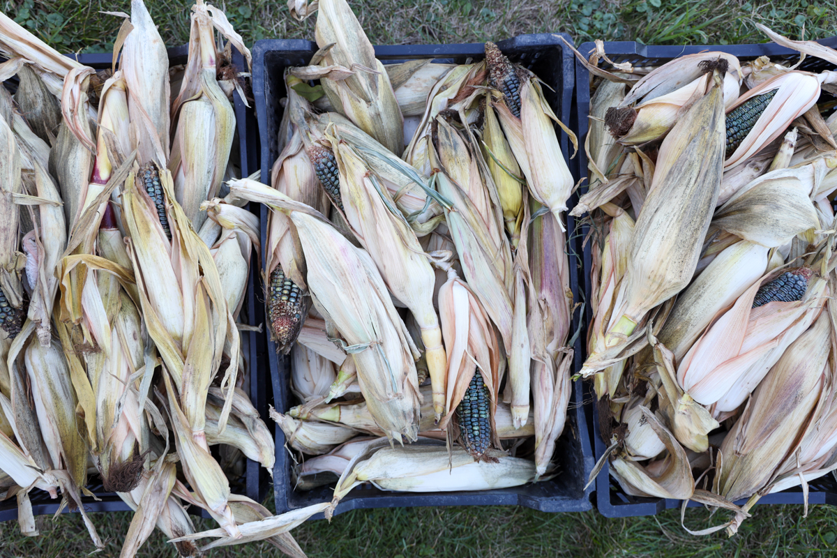 oaxacan green dent corn harvest