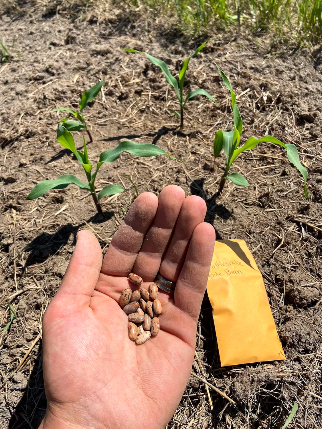 planting pole beans alongside corn