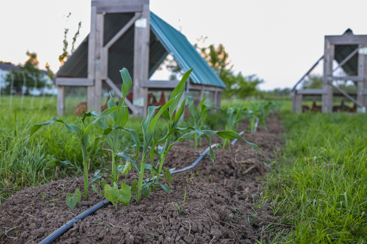 young bean plants popping up beside corn