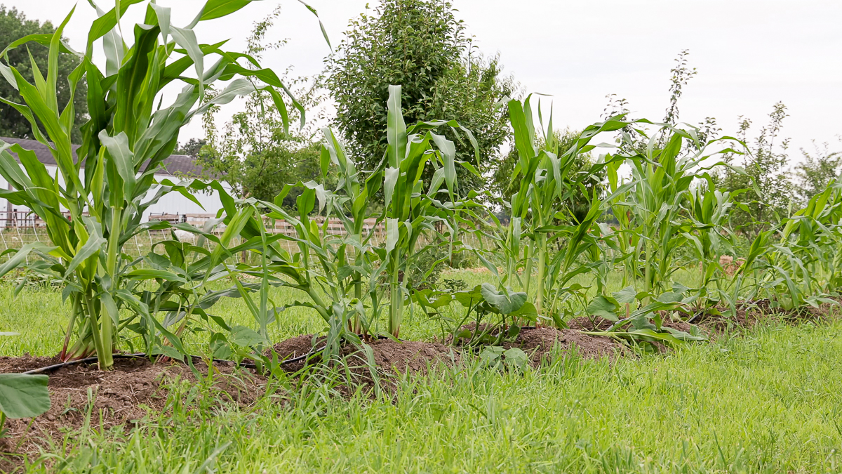 young row of three sisters corn, beans, squash