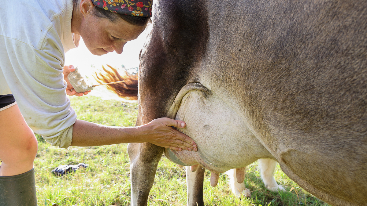 applying bentonite clay mixture to udder