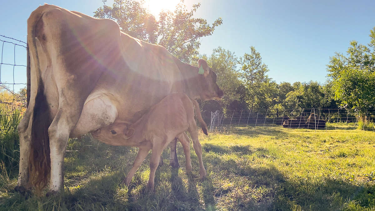 calf nursing from jersey cow mama