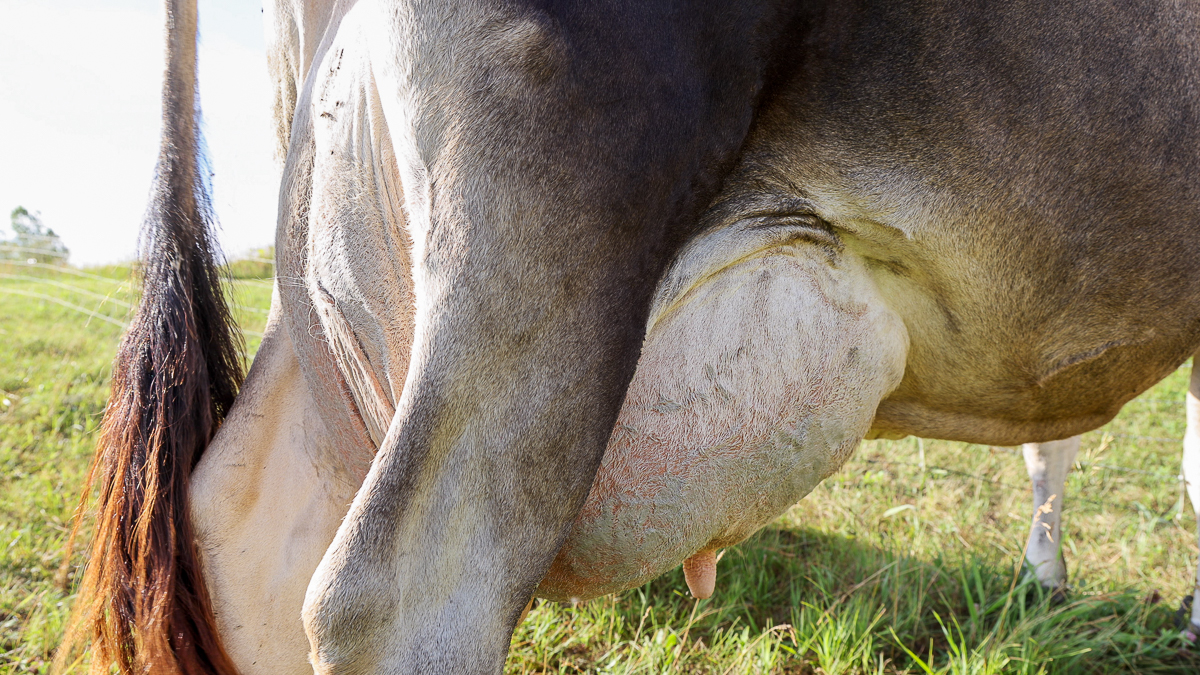 checking udder on family milk cow