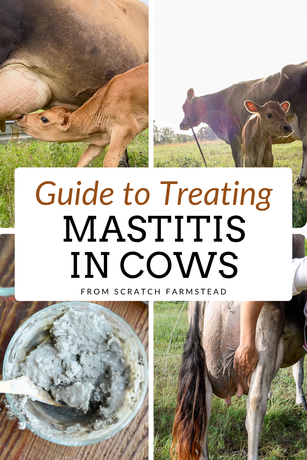 guide to treating mastitis in cows