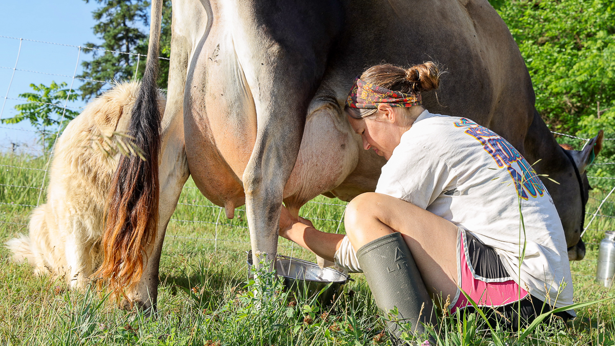 hand milking family milk cow