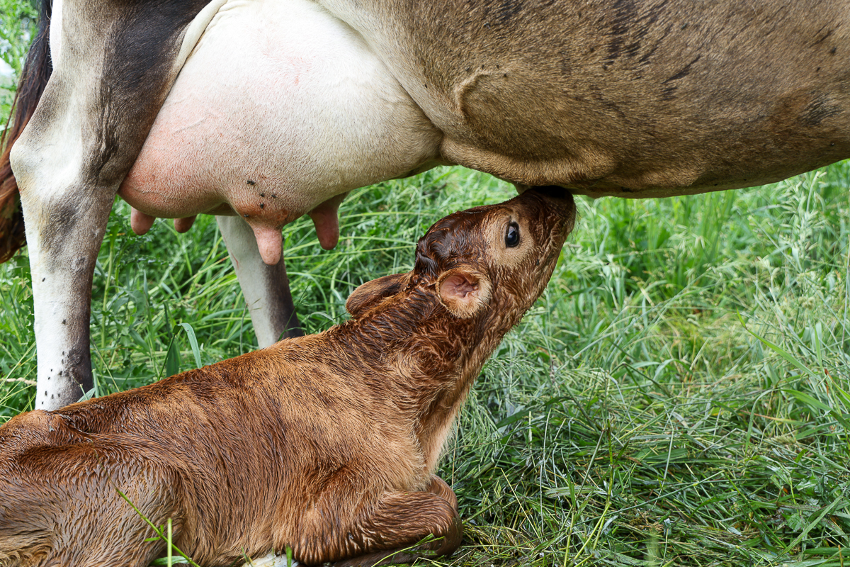 newborn jersey calf and mama