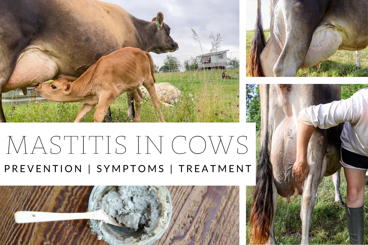 treating mastitis in cows